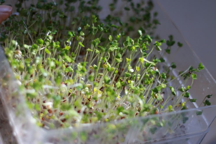 Still Freezing? The Health Benefits of Growing Sprouts Indoors | Beyond ...